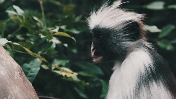 Red Colobus Monkey Sitting on Branch in Jozani Tropical Forest, Zanzibar, Africa — стокове відео