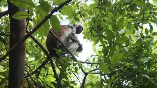Красная обезьяна Колобус, сидящая на ветке в лесу Джозани, Занзибар, Африка — стоковое видео