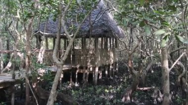 Yağmur ormanlarındaki mangrovlar, Zanzibar, Karışık Ağaçlar Bataklık Çamurunda Kökler