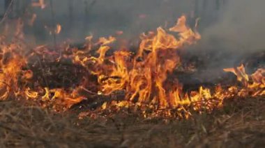 Ormanda yangın, Yanan Kuru Çimen, Ağaçlar, Çalılar, Alev ve Duman, Yaban Yangınları
