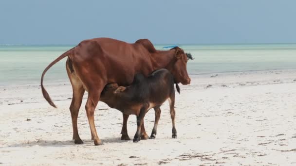 Африканская горбатая корова кормит теленка на тропическом песчаном пляже у океана, Занзибар — стоковое видео