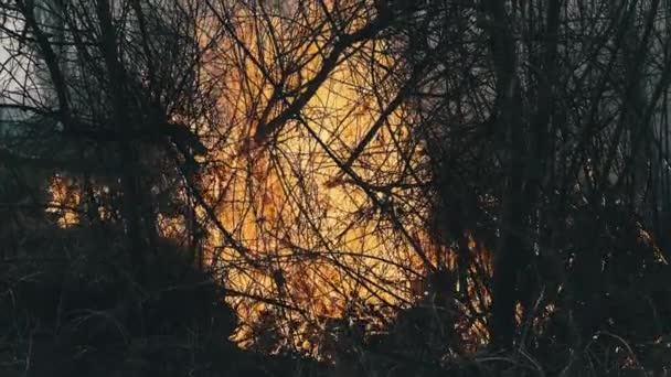 Wildfire in Spring Forest, Burning Dry Grass, Trees, Bushes, Flames and Smoke — Stock Video