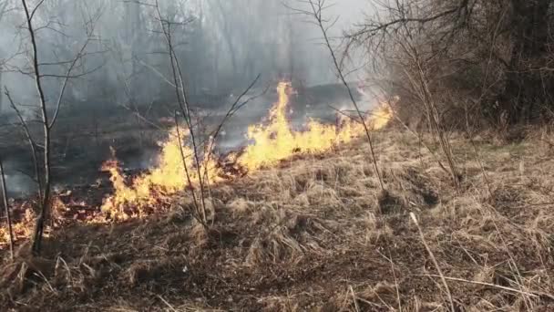Φωτιά στο δάσος, καύση ξηρού χόρτου, δέντρα, θάμνοι, φλόγα και καπνός, πυρκαγιές — Αρχείο Βίντεο