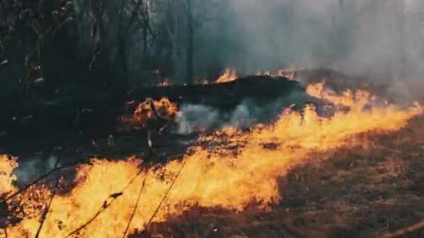 Eld i skogen, brinnande gräs, träd, buskar, låga och rök, skogsbränder — Stockvideo