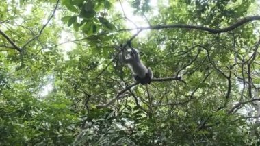 Jozani Tropikal Ormanı, Zanzibar, Afrika 'da Kırmızı Colobus Maymunu Şubede Oturuyor