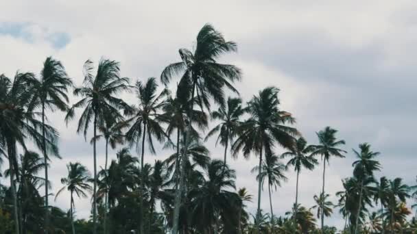 Muchas palmeras altas balanceándose en el viento contra el cielo, África, Palm Grove — Vídeos de Stock