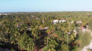Paradise Coast Resort with Palm Trees and Hotels by Ocean, Zanzibar, Aerial view