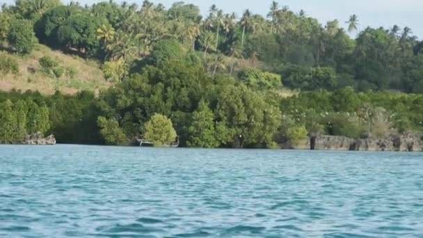 Unberührte Küste von Sansibar mit Vogelschwärmen, Wald, Palmen, Riffen und Ozean — Stockvideo