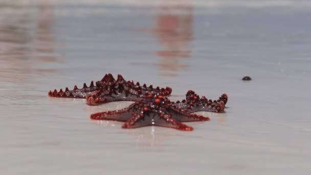 Lot of Red Starfish Lie in the Shallow Waters of Sandy Shore on Cleanest Beach — Stock Video