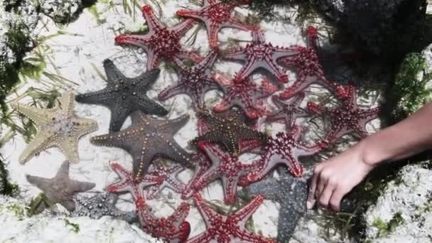 Muitas estrelas-do-mar coloridas jazem em um aquário de coral natural na costa do oceano — Vídeo de Stock