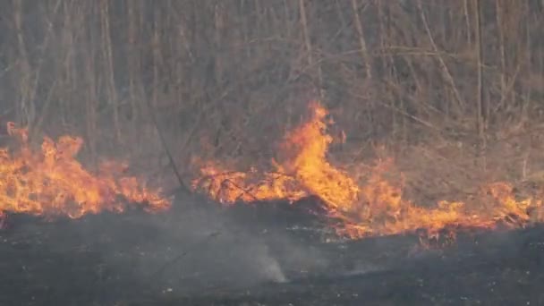 Fuego en el bosque, Hierba seca ardiente, Árboles, Arbustos, Llama y humo, Incendios forestales — Vídeo de stock