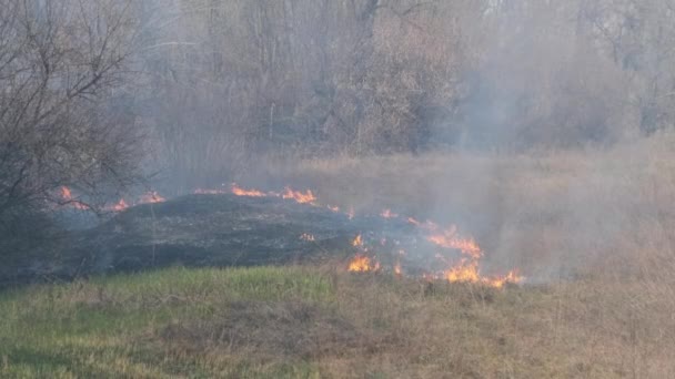 Incendios forestales en el bosque de primavera, quema de hierba seca, árboles, arbustos, llamas y humo — Vídeos de Stock