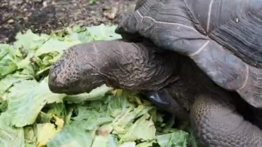 Büyük Aldabra Dev Kaplumbağa Yeşil Yaprakları Yedek, Zanzibar, Afrika