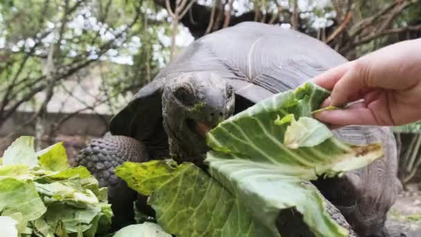 Alimentando enorme Aldabra gigante tartaruga folhas verdes na reserva, Zanzibar, África — Vídeo de Stock
