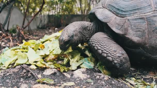 Τεράστια Aldabra Giant Tortoise τρώει πράσινα φύλλα στο αποθεματικό, Ζανζιβάρη, Αφρική — Αρχείο Βίντεο