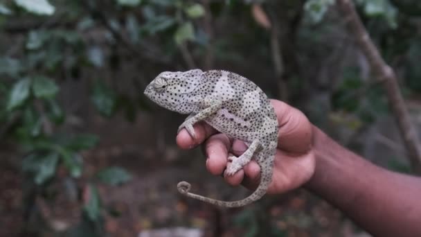카멜레온 시 - 블랙 맨 핸드, 아프리카 홀즈 Funny Lizard in Palm Zanzibar — 비디오