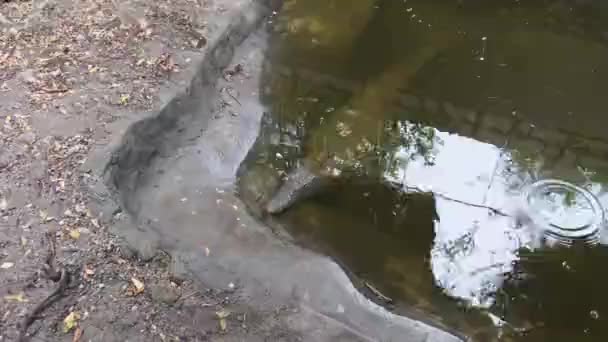 Un cocodrilo o cocodrilo yace en un cuerpo de agua en el zoológico, Zanzíbar, África — Vídeos de Stock