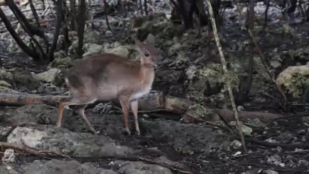 Forest Mini Antelope - Duker, Royal Antelope, Tiniest Antelope at Zoo, Zanzibar — Stock Video