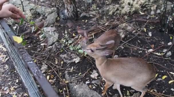 Forest Mini Antelope - Duker, Royal Antelope, Tiniest Antelope en el Zoo, Zanzíbar — Vídeo de stock