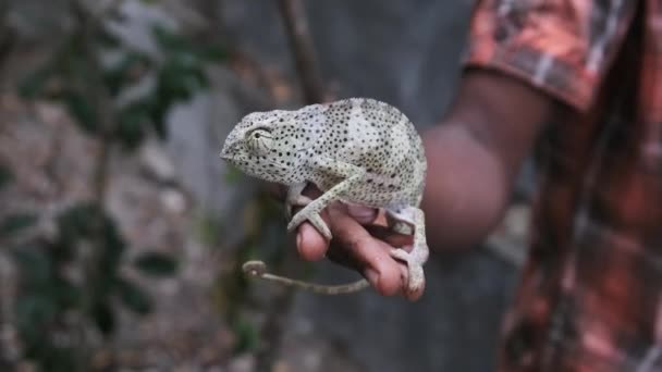 Kameleon siedzi w ręce czarnego człowieka, afrykański trzyma śmieszne jaszczurki w Palm Zanzibar — Wideo stockowe