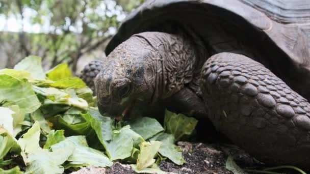 Huge Aldabra Giant Tortoise Eats Green Leaves in the Reserve, Zanzibar, Africa — Stock Video