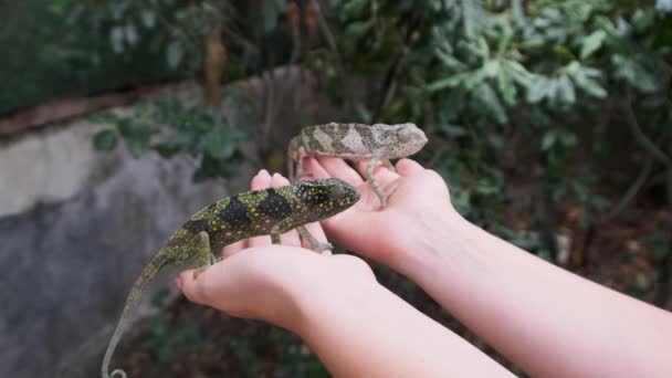 Dois camaleões engraçados sentados em palmas femininas, mulher segura engraçado lagarto, Zanzibar — Vídeo de Stock