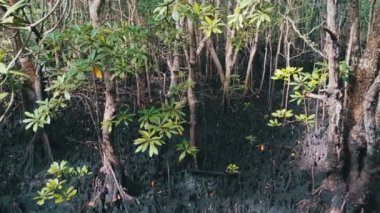 Yağmur ormanlarındaki mangrovlar, Zanzibar, Karışık Ağaçlar Bataklık Çamurunda Kökler