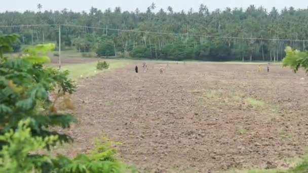 Lokale Afrikanen werken hard in de landbouw, Zanzibar, Afrika — Stockvideo