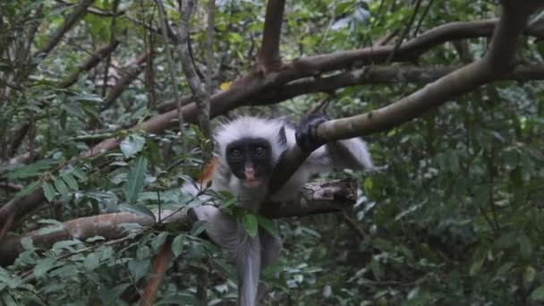 Mono Colobo Rojo Sentado en una Sucursal en Jozani Tropical Forest, Zanzíbar, África — Vídeos de Stock