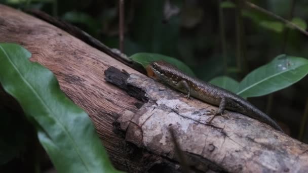 African Lizard Sits on a Log in the Rainforest, Zanzibar, Trachylepis Striata — Stock Video