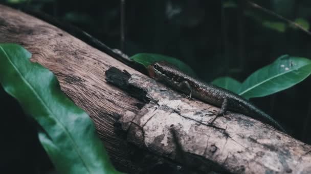 Lagarto africano se sienta en un registro en la selva tropical, Zanzíbar, Trachylepis Striata — Vídeo de stock