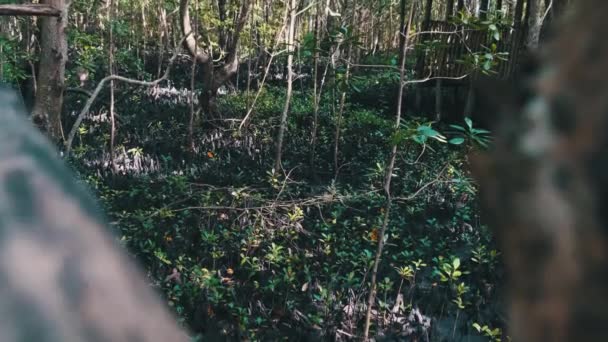 Mangroves in Rainforest, Zanzibar, Tangled Trees Roots in Mud of Swampy Forest — Stok Video