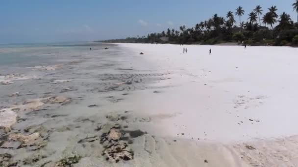 Ocean na odpływie, Widok z powietrza, Zanzibar, Płycizna rafy koralowej, Plaża Matemwe — Wideo stockowe