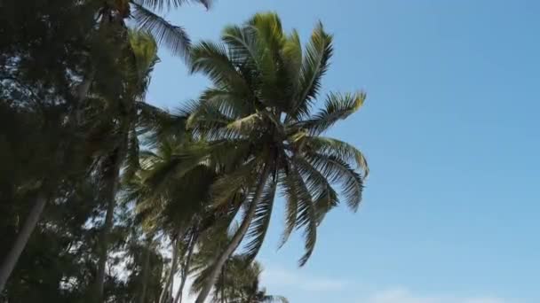 Spousta palem proti modrému nebi v tropickém letovisku u pláže, Zanzibar — Stock video