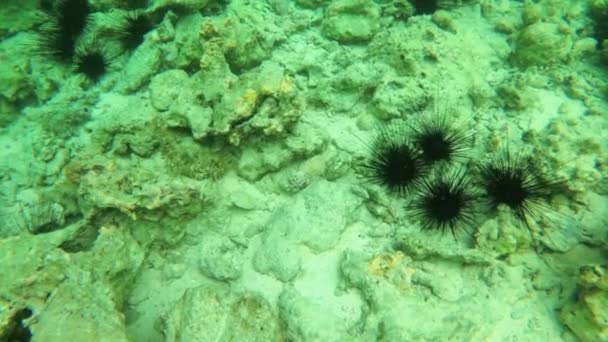 Sea Urchins Subaquático em um recife de coral. Muitos grande Diadema Setosum, Zanzibar — Vídeo de Stock