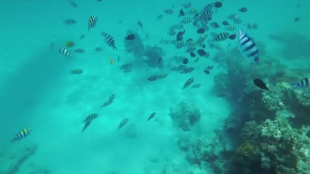 Buceo en el fondo del arrecife de coral para ver peces de coral, buceo de turistas, Zanzíbar — Vídeos de Stock