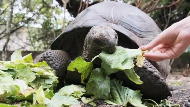 Memberi makan Aldabra Raksasa Kura-kura Daun Hijau di Reserve, Zanzibar, Afrika — Stok Video