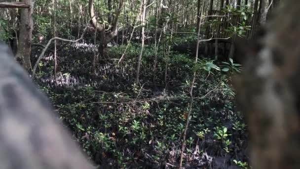 Мангровые заросли тропических лесов, Занзибар, запутанные корни деревьев в грязи болотистого леса — стоковое видео