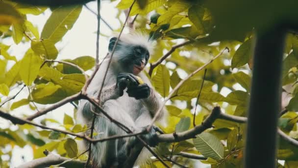 Red Colobus Monkey Sitting on Branch in Jozani Tropical Forest, Zanzibar, Africa — Stock Video