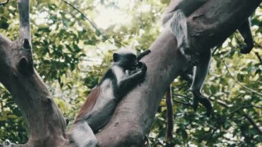 Jozani Tropikal Ormanı, Zanzibar, Afrika 'da Kırmızı Colobus Maymunu Şubede Oturuyor