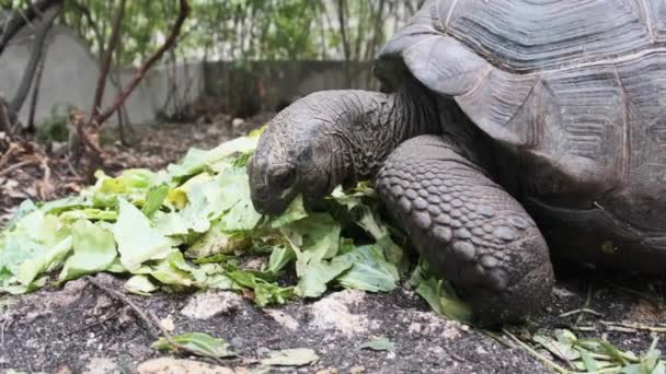 Τεράστια Aldabra Giant Tortoise τρώει πράσινα φύλλα στο αποθεματικό, Ζανζιβάρη, Αφρική — Αρχείο Βίντεο