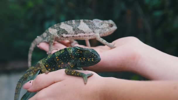 Dos graciosos camaleones sentados en las palmas femeninas, la mujer sostiene al gracioso lagarto, Zanzíbar — Vídeos de Stock