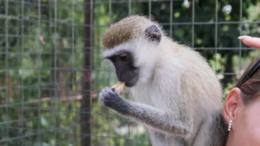 Afrika Hayvanat Bahçesi 'nde Turist Kadın Arkasında oturan Maymun, Zanzibar