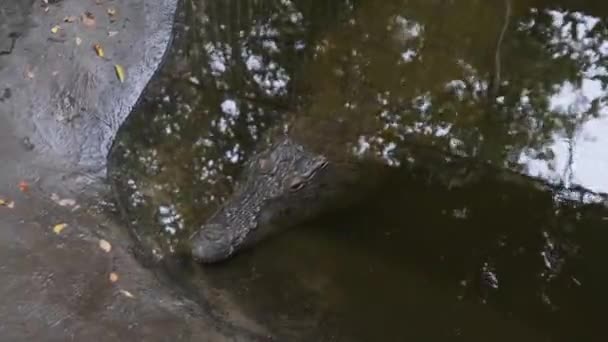 Um crocodilo ou crocodilo jaz em um corpo de água no zoológico, Zanzibar, África — Vídeo de Stock