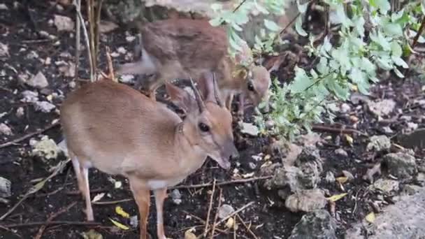 Forest Mini Antelope - Duker, Royal Antelope, A legapróbb antilop állatkertben, Zanzibár — Stock videók
