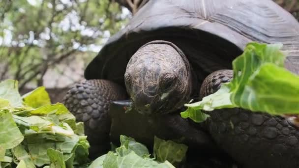 Nutrire enormi foglie di tartaruga gigante di Aldabra nella riserva, Zanzibar, Africa — Video Stock
