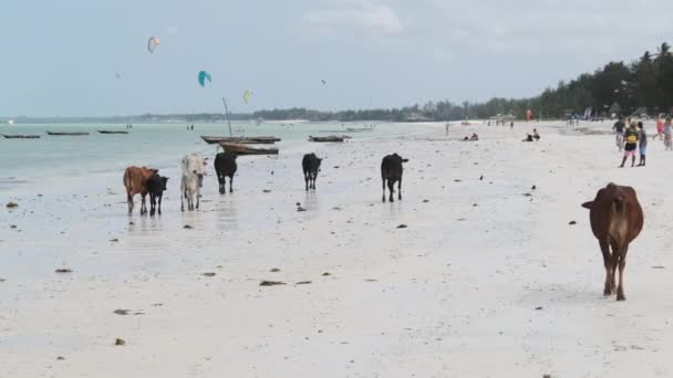 Herd of African Humpback Cows Walks on Sandy Tropical Beach by Ocean, Zanzibar — 비디오