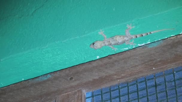 En Gecko kryper på en vägg i en tropisk bungalow på natten, Afrika, Zanzibar — Stockvideo