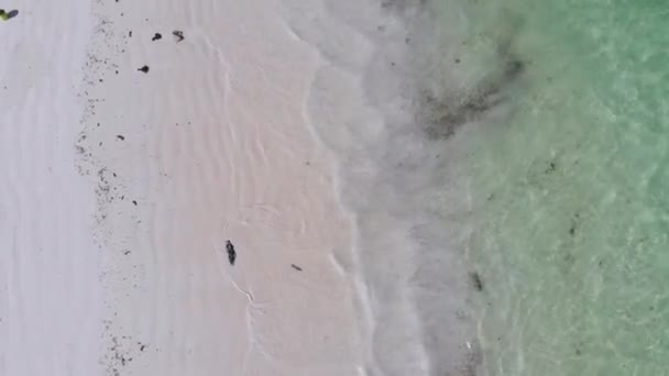 Łodzie są zakotwiczone u wybrzeży na płyciźnie, Ocean podczas odpływu, Aerial, Zanzibar — Wideo stockowe