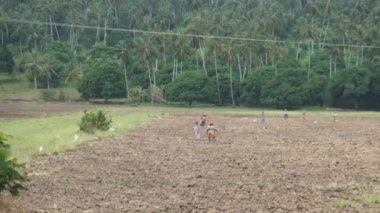 Yerel Afrikalılar Tarım Alanı, Zanzibar, Afrika 'da Sıkı Çalışıyor